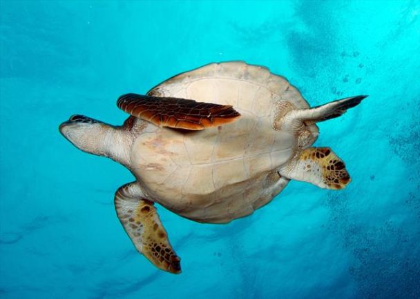 Verlenging Galapagos vrijdag vertrek 2