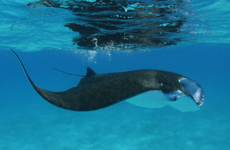 StingRay Liveaboard Malediven 1