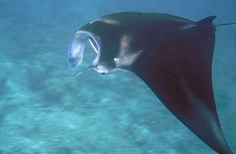 StingRay Liveaboard Malediven 6