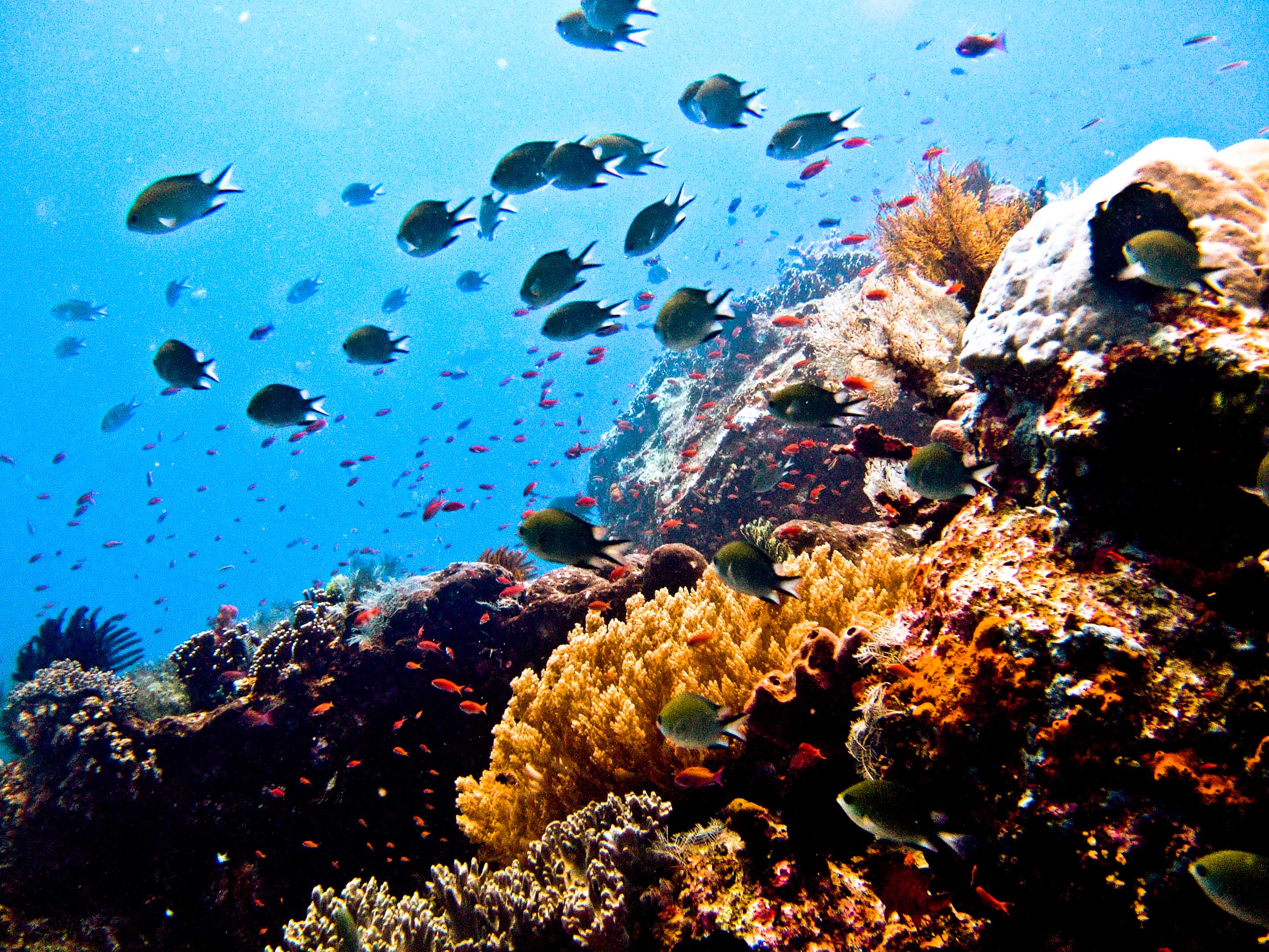 Duiken in Sharm El Sheikh  Emperor Divers