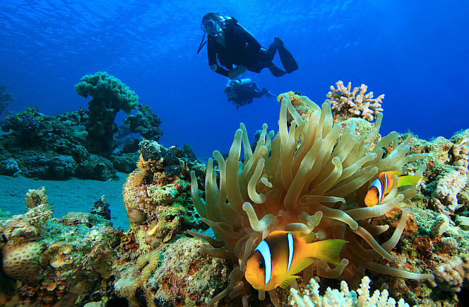 Duiken in Sharm El Sheikh  Colona Divers 1