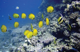 Duiken in Sharm El Sheikh  Sinai Divers 2