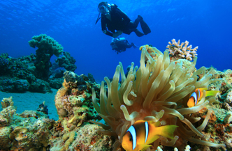 Leer duiken in Sharm  Emperor Divers 4*