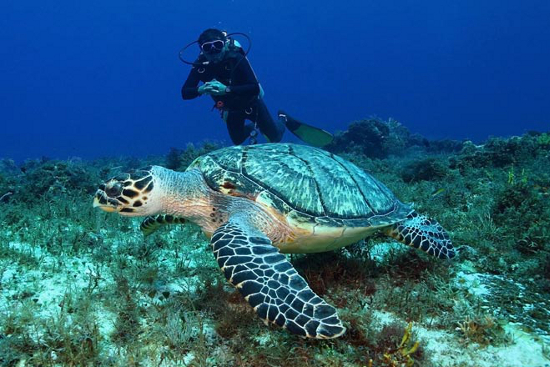 Leer duiken in Mozambique 1