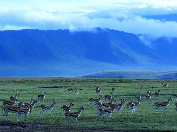 15daagse combinatie WildPark en Zanzibar Diving