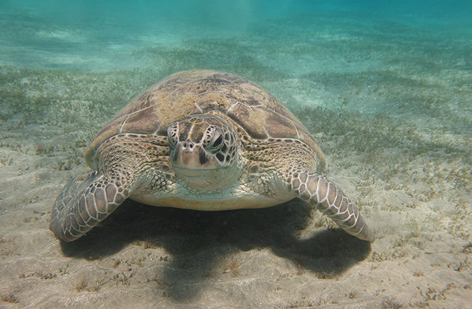 Abu Dabbab Diving Lodge incl ongelimiteerd huisrifduiken 6