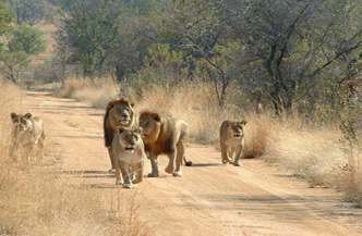 9dgn incl 3daagse Safari Tsavo East enen West icm Southern Palms Beach