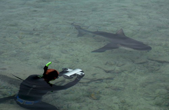 Marsa Shagra Shark School 1