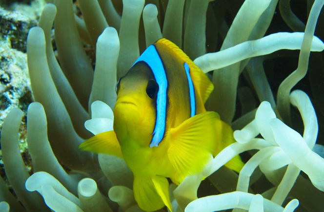 Nemo Dive Club Safaga Egypte 18